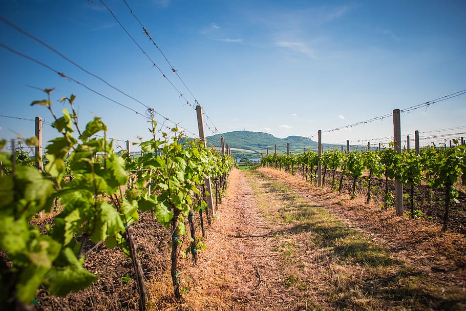Vineyards and Palava hills, Czech Republic, cloudless, grapevine