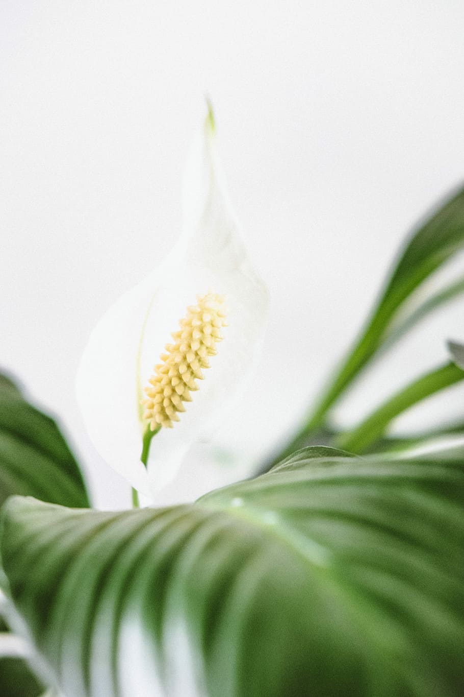 white calla lily, photo of white peace lily, minimal, closeup HD wallpaper