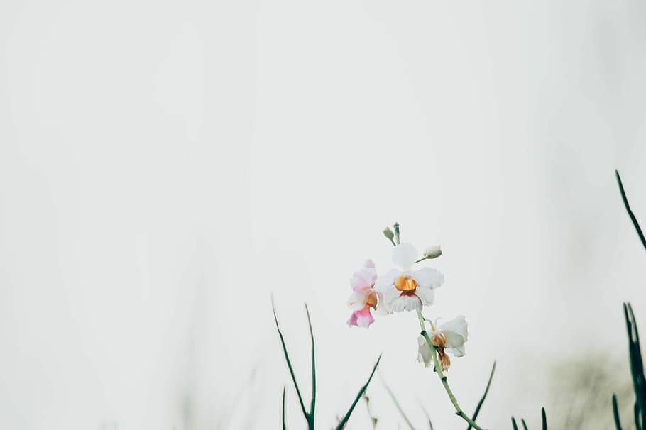 closeup photo of white petaled flowers, white flowers, bloom HD wallpaper