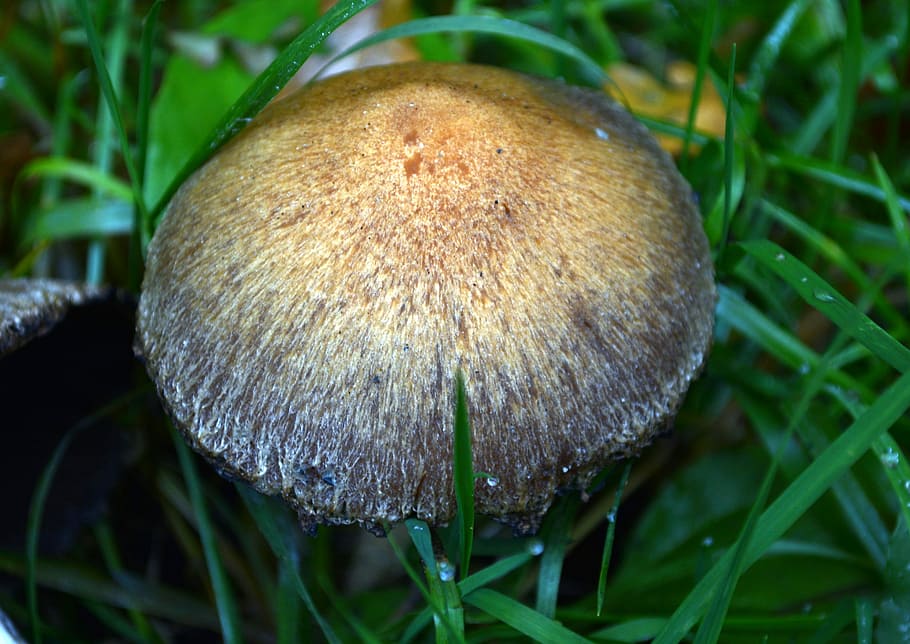 Mushroom, Grass, Wet, Close, green, nature, growth, plant, close-up HD wallpaper