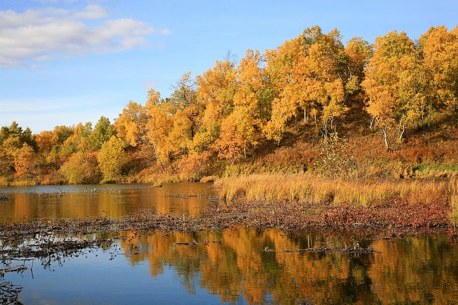 autumn, forest, lake, reflection, autumn forest, golden autumn HD wallpaper