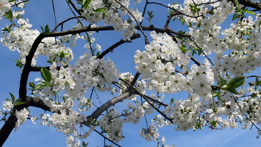 spring, flower, tree, plant, flowering plant, blossom, branch HD wallpaper