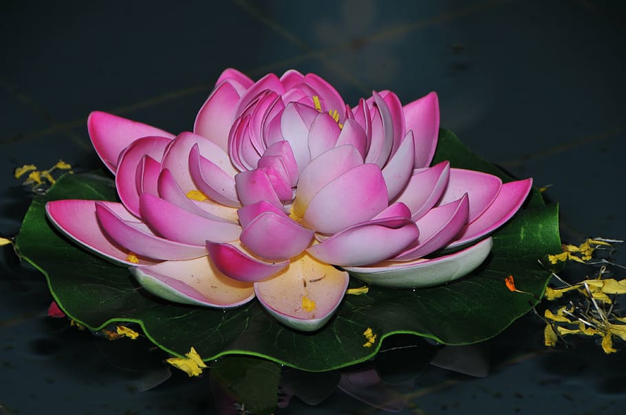 pink and white lotus flower on body of water, indian, decorative HD wallpaper