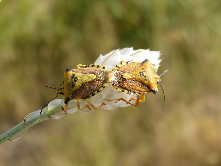 i pentatomid, dolycoris baccarum, beetle, copulation, orange HD wallpaper