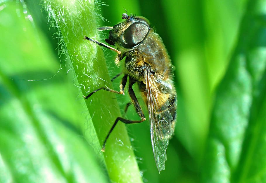 Fly, Insect, Eye, Invertebrate, European, legs, wing, nature HD wallpaper