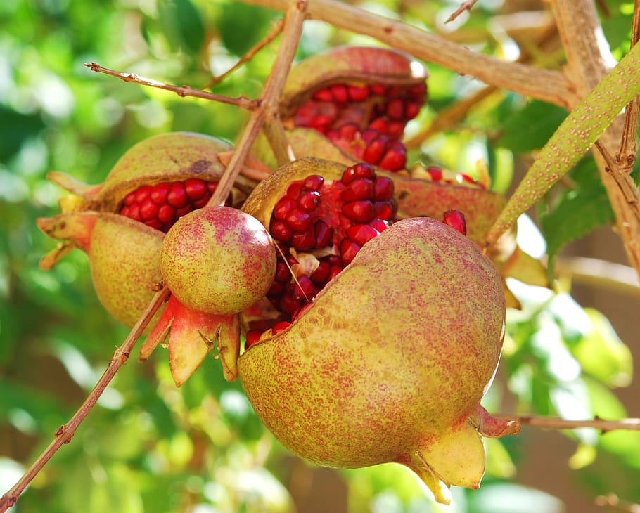 closeup photo of gray and red pomegranate fruits, pomegranates HD wallpaper