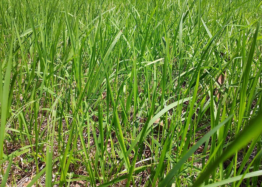 Greenery, Grasses, Meadows, Grasslands, flora, plants, long HD wallpaper