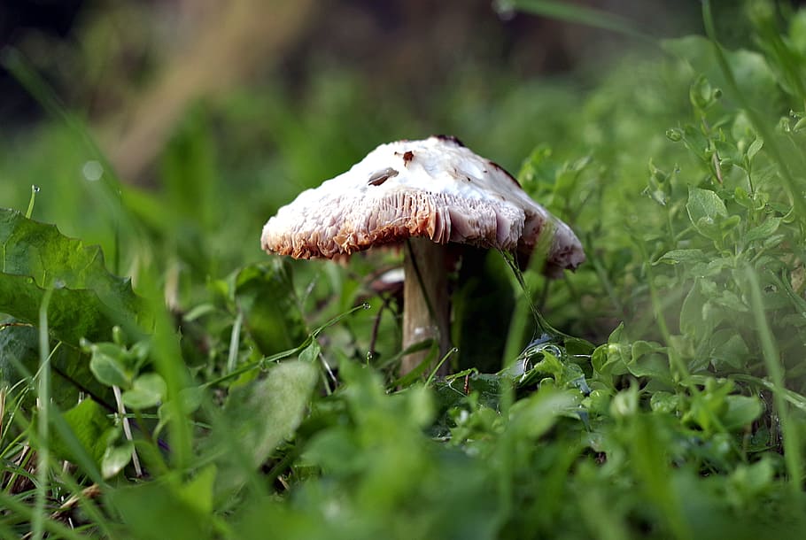 Mushroom, Grass, Macro, Single, Forest, lawn, meadow, green HD wallpaper