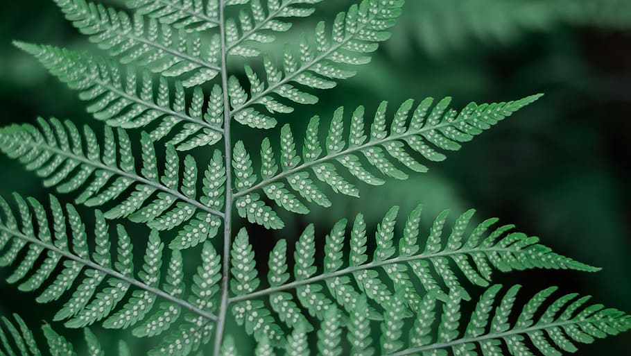 shallow photography of green leafed plant, macro shot photography of green leafed plant HD wallpaper
