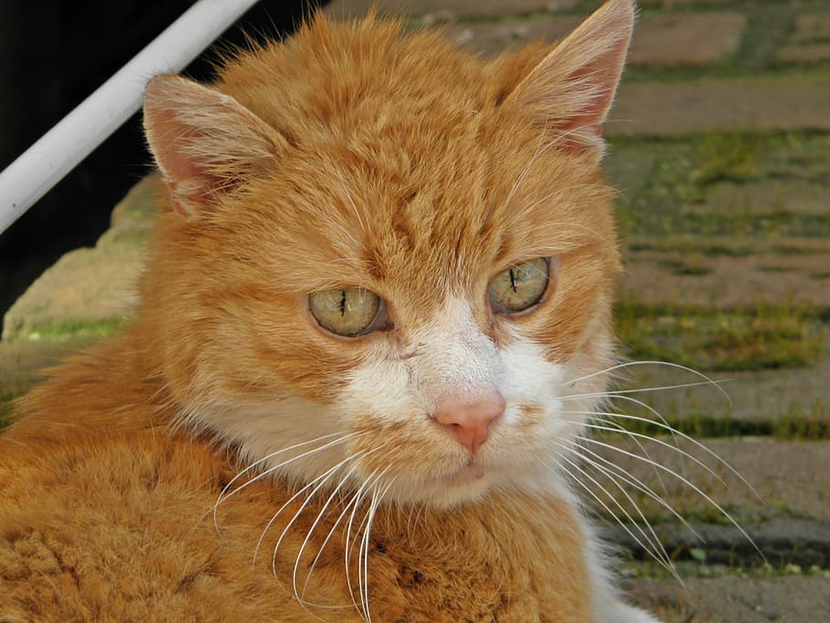 cat, red, white, out, domestic cat, curious, attention, one animal HD wallpaper