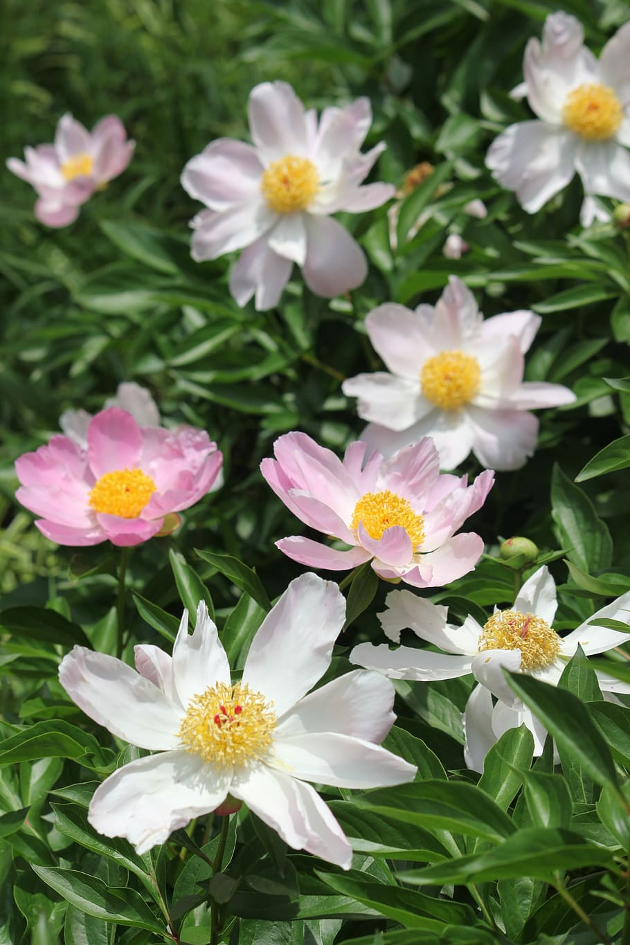 blooms, flowers, nature, spring, floral, plant, blossom, summer HD wallpaper