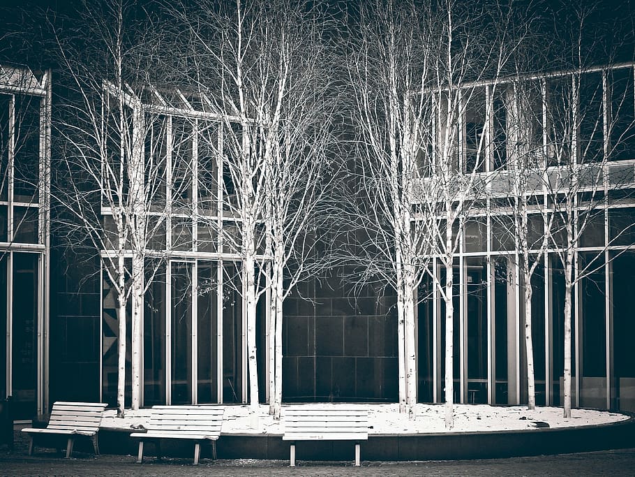 white withered trees near benches, birch, art, museum, art installation HD wallpaper