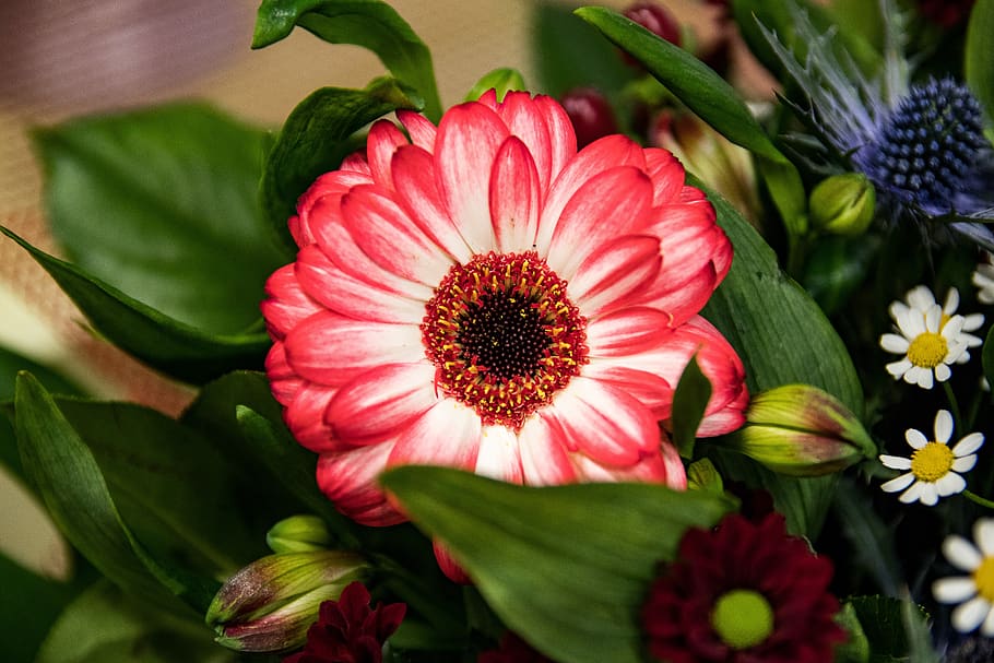 gerbera, flowers, schnittblume, flowering plant, freshness HD wallpaper