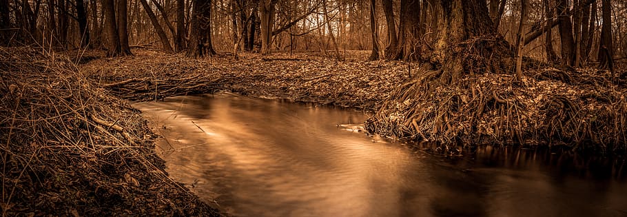 Forest, Long Exposure, Nd-Filter, autumn, fog, fall color, autumn forest HD wallpaper