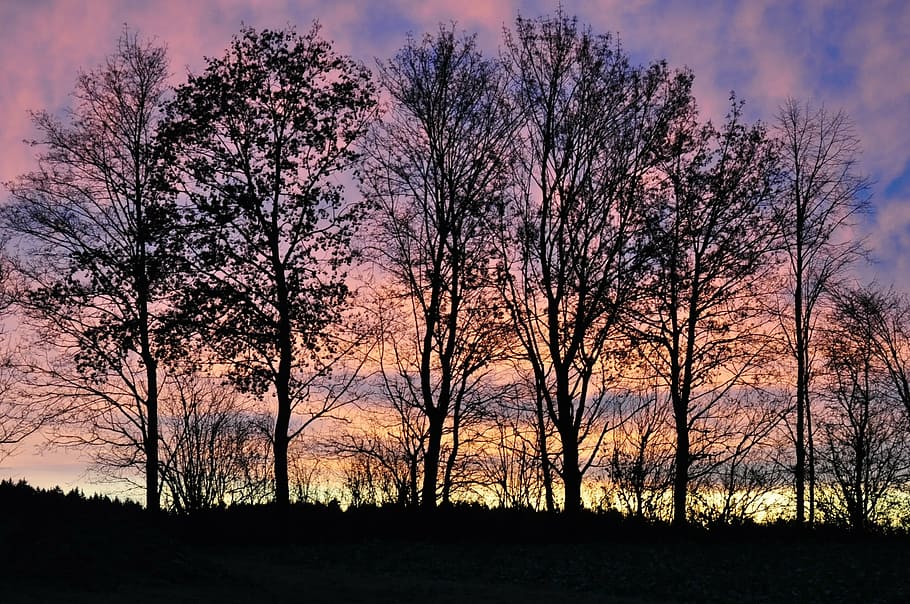 trees, sky, sunrise, clouds, nature, sunlight, landscape, plant HD wallpaper