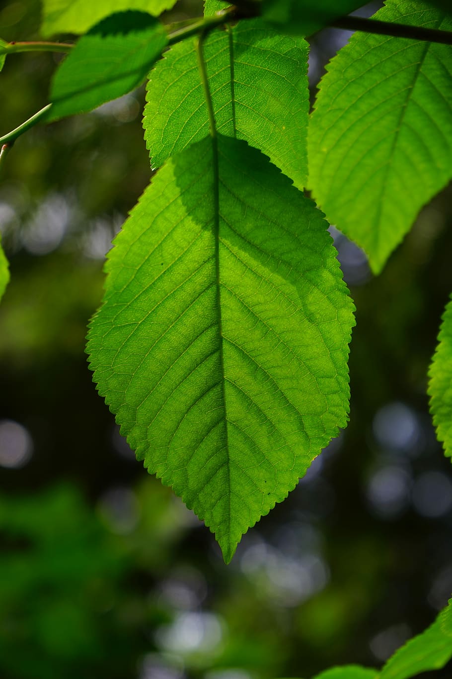Leaf, Ribs, Hornbeam, Leaves, Green, leaf ribs, color, shades of green, HD wallpaper