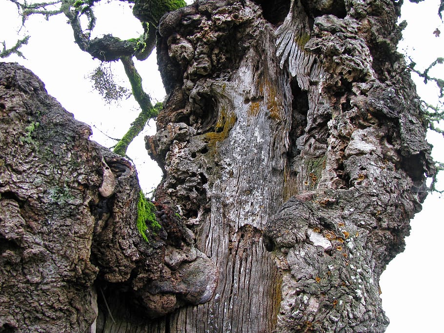 Oak, Tree, Bark, Trunk, gnarled, oregon white oak, quercus HD wallpaper