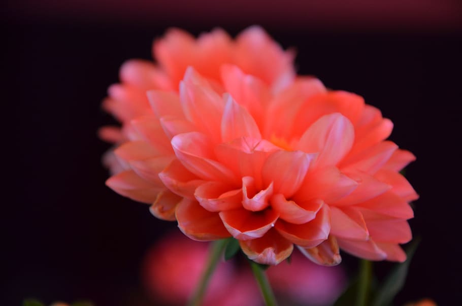 flowers, red, garden, flowering plant, petal, close-up, beauty in nature HD wallpaper