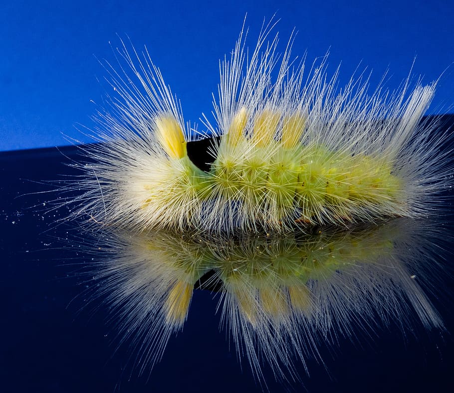 caterpillar, hairy, prickly, close, book track walk, calliteara pudibunda HD wallpaper