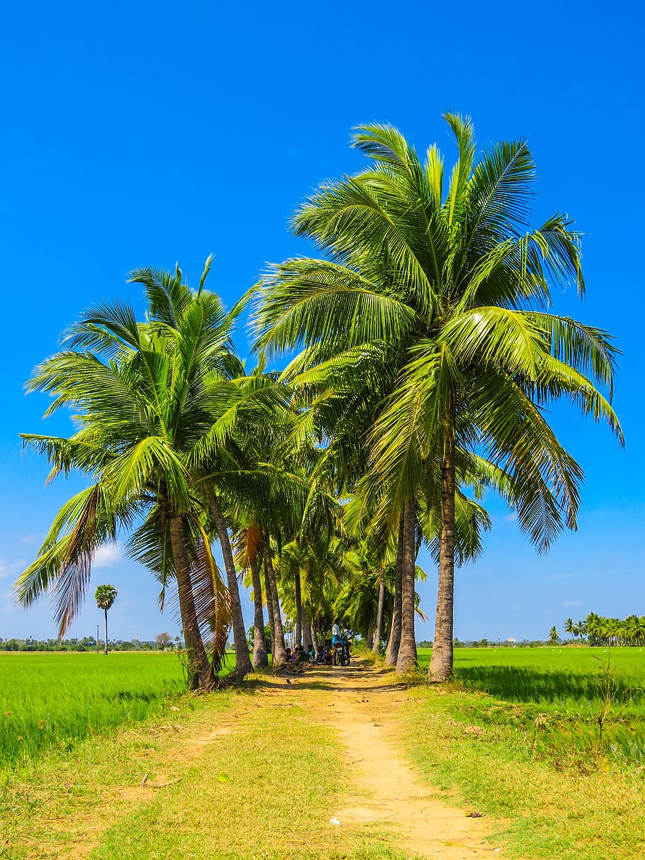 palm trees, grass, field, sunshine, summer, blue, plant, tropical climate HD wallpaper