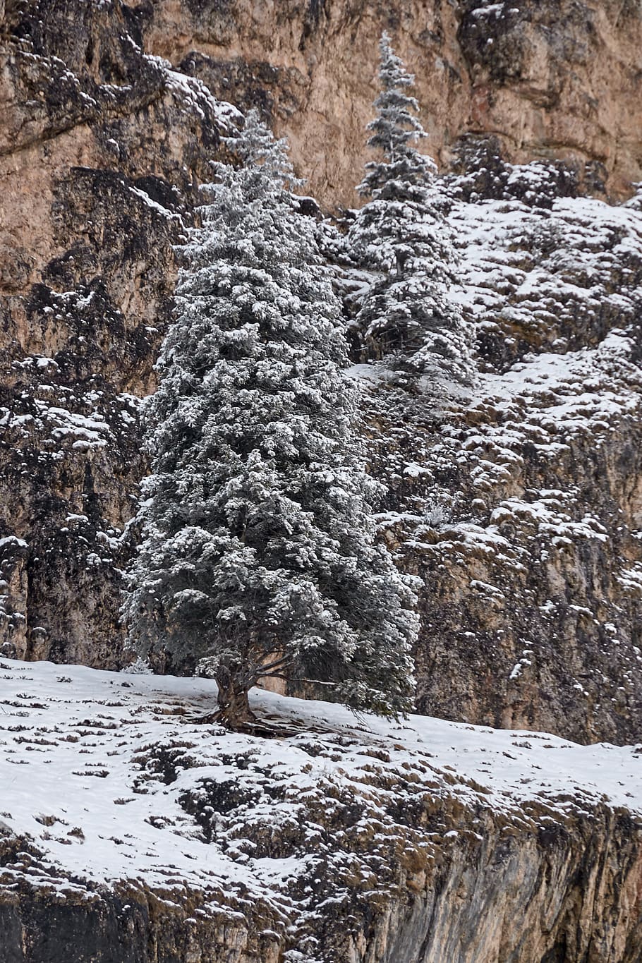 winter, tree, nature, snow landscape, winter trees, wintry HD wallpaper
