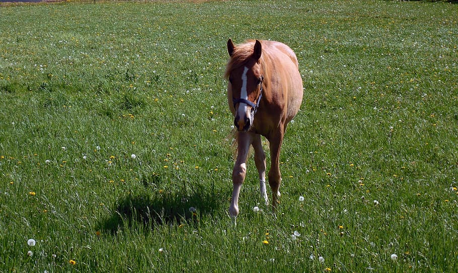 horse, coupling, pasture, graze, paddock, mane, ride, mammal HD wallpaper