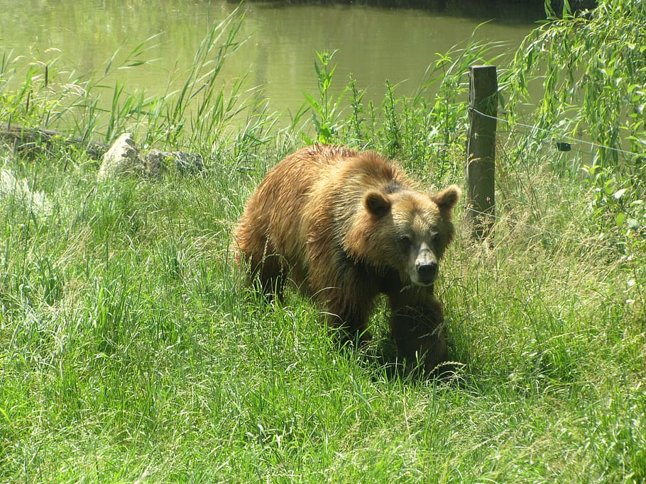 bear, animals, mammal, predator, wildlife, brown Bear, nature HD wallpaper