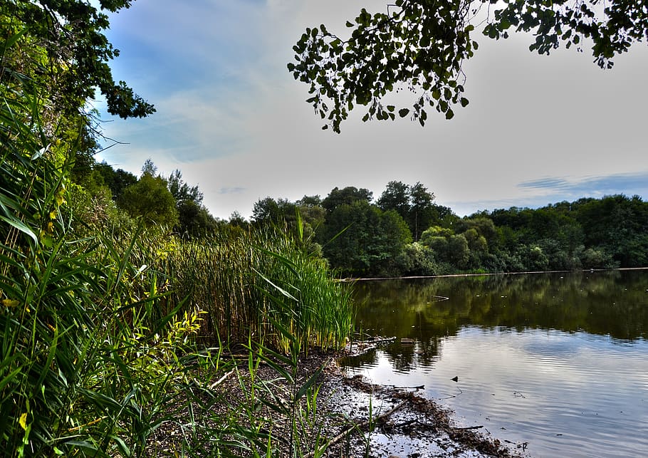 water, pond, plants, surface, reflection, landscape, sky, tree HD wallpaper