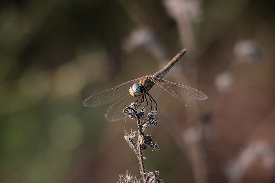 dragonfly, nature, insect, macro, insects, orange dragonfly HD wallpaper