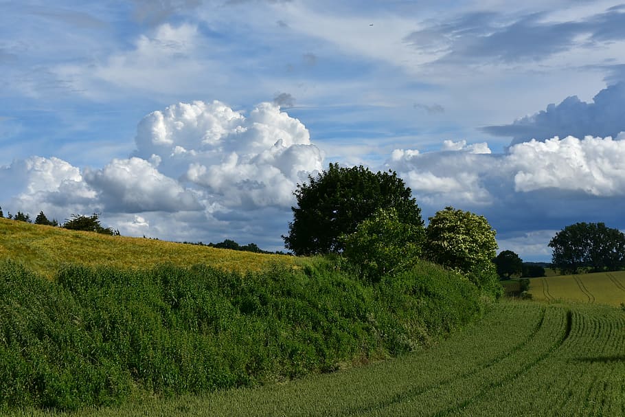 green leaves, clouds, nature, clouds form, sky, blue, white HD wallpaper