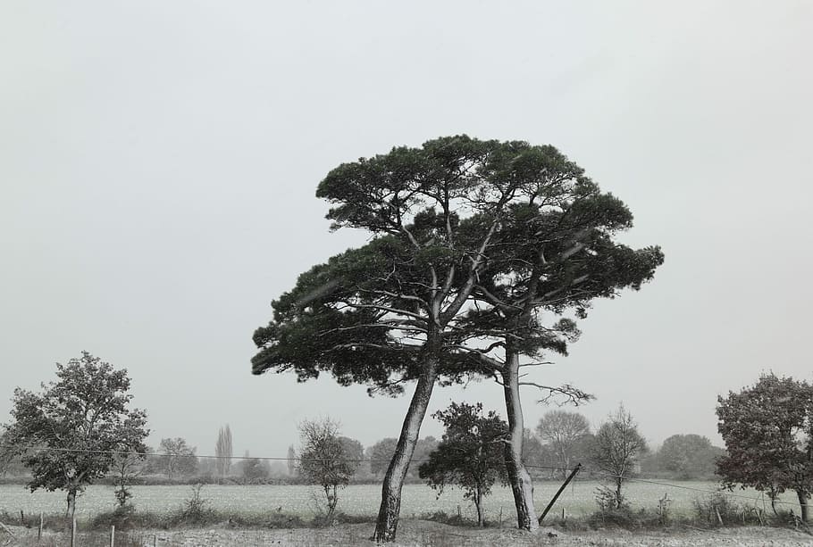 Turkey, Snow, Trees, snowing, landscape, no people, nature HD wallpaper