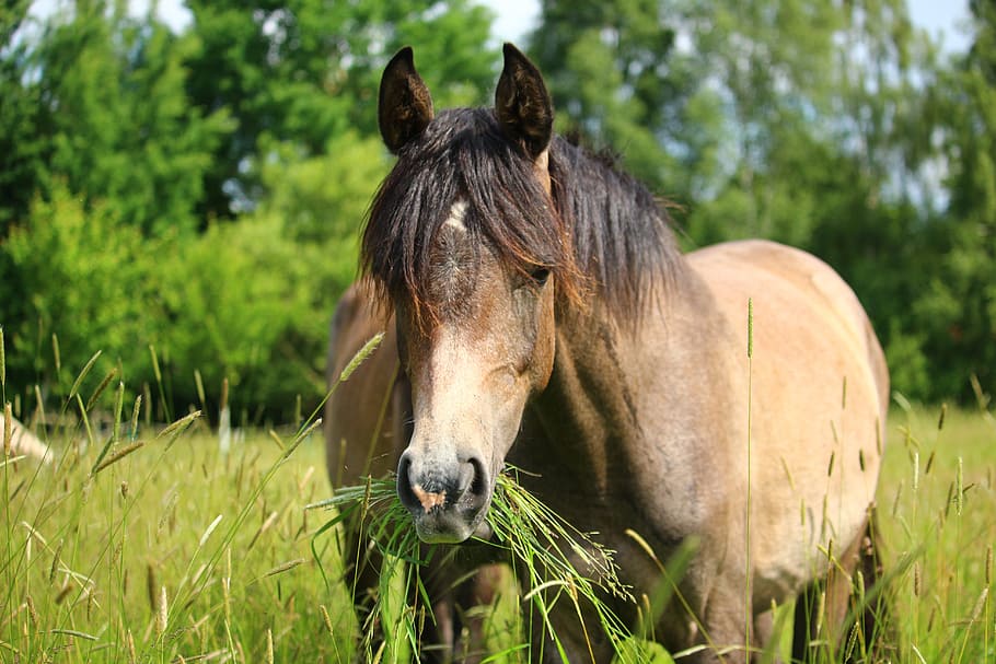 brown horse eating grass, Horse, Grass, Graze, Pasture, Coupling HD wallpaper