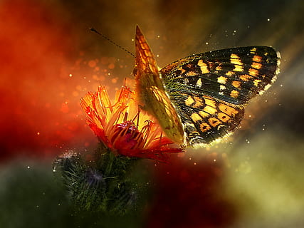 photography of yellow and balck on petaled flower, hawk, weed HD wallpaper