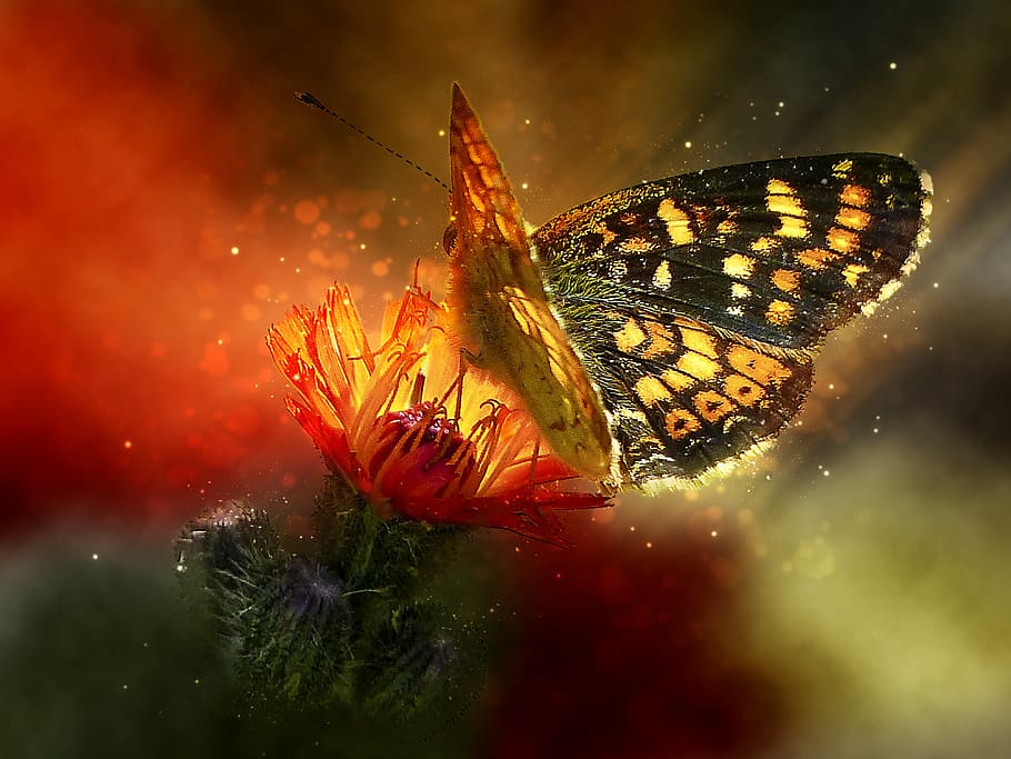 photography of yellow and balck on petaled flower, hawk, weed HD wallpaper