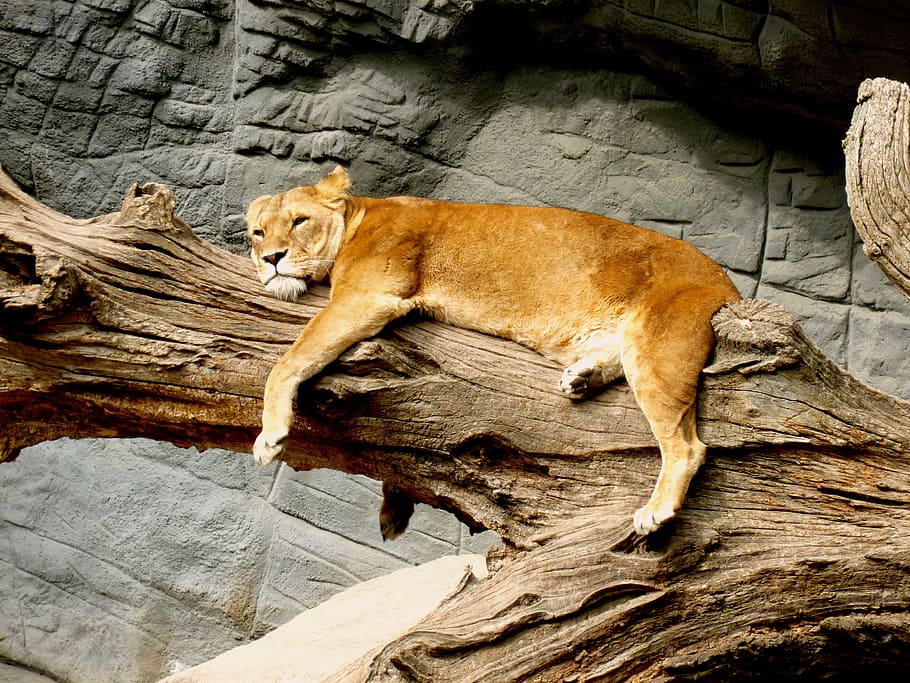 brown lioness on tree trunk, animal, predator, cat, zoo, wildcat HD wallpaper