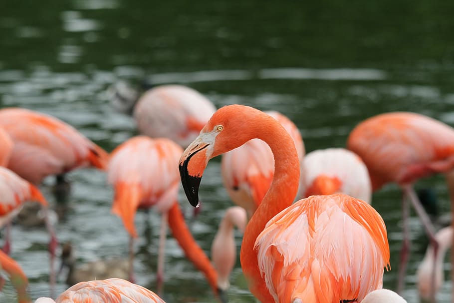 pink flamingos, birds, zoo, bill, wildlife, nature, animal HD wallpaper