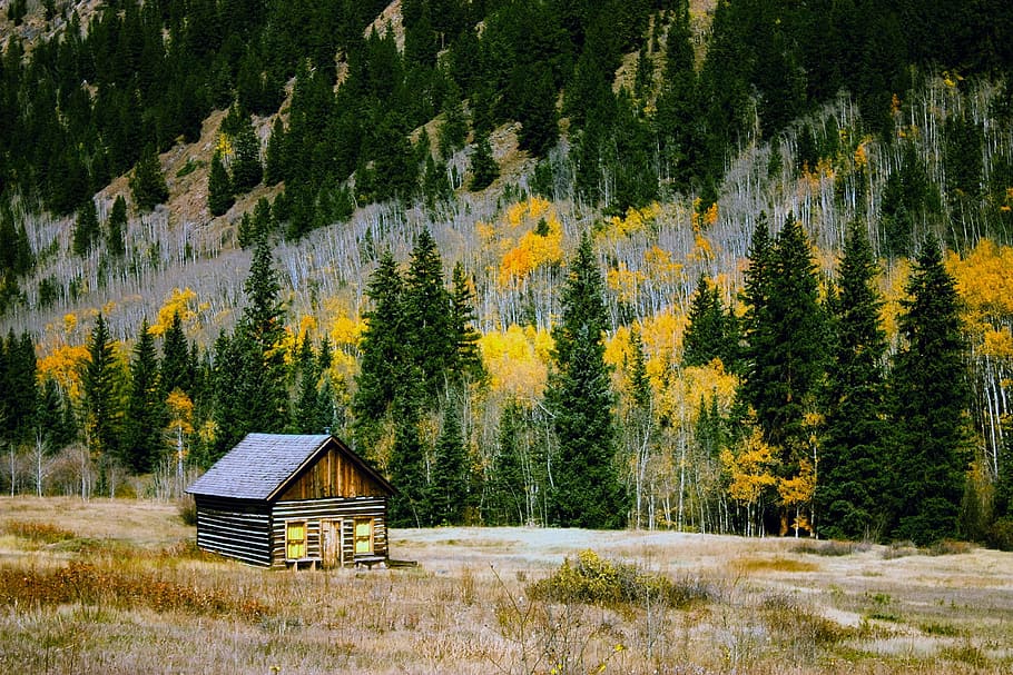 brown wooden house near green leaf trees during daytime, colorado