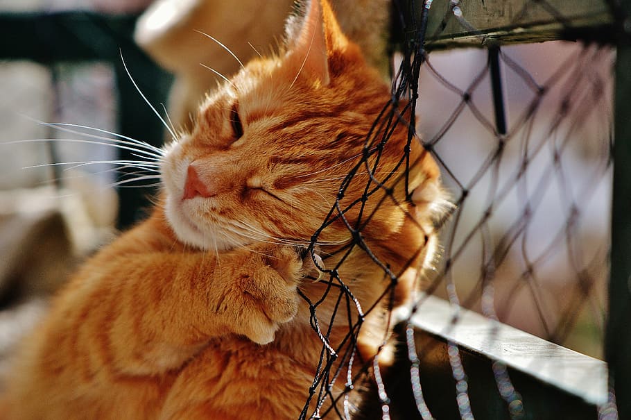 orange Tabby cat on black net, red, cute, mackerel, tiger, sweet HD wallpaper