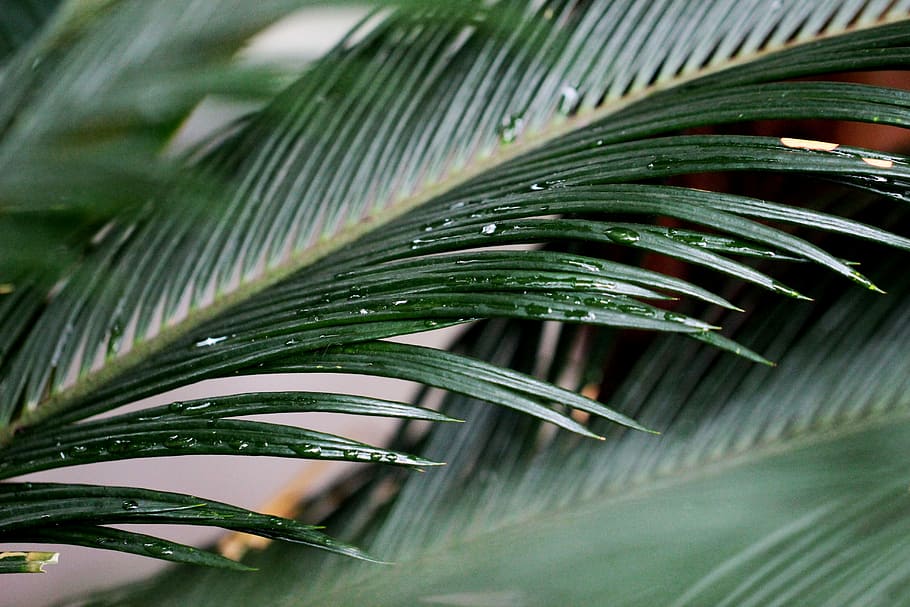 closeup photography of green leaf plant, green leaf plant, foliage HD wallpaper