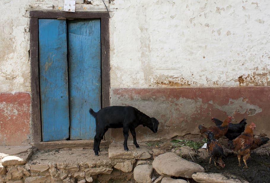 goat, chickens, building, blue, door, rooster, animals, poultry HD wallpaper