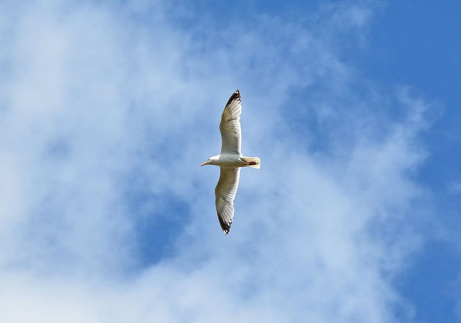 Gull, Bird, Fly, seevogel, seemoeve, water bird, birds, flight HD wallpaper