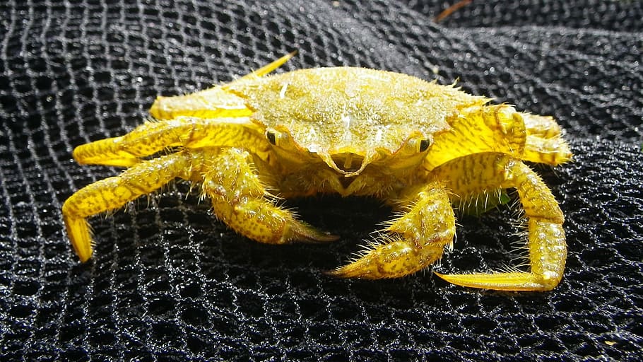 crab, crustacean, food, shellfish, macro, claws, marine, sea HD wallpaper