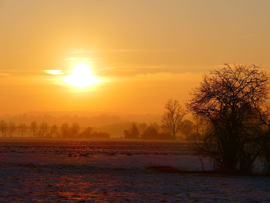 brown bare tree in front of sunset, wintry, trees, back light HD wallpaper