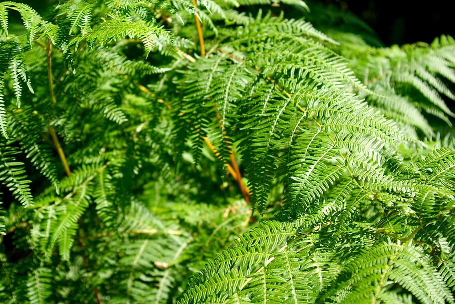 fern plant photo, closeup photo of green grass, leaf, nature HD wallpaper