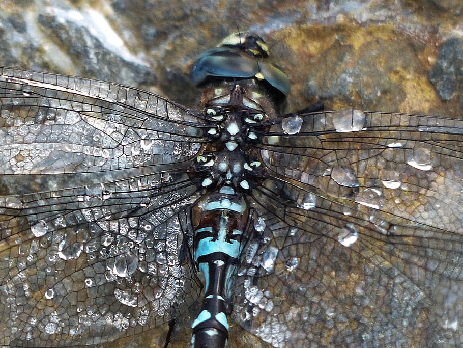 dragonfly, blue, black, brown, macro, head, insect, nature HD wallpaper