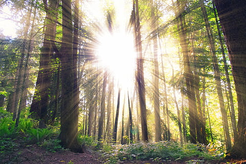 tree under crepuscular rays, sunlight, forest, sun rays, trees HD wallpaper