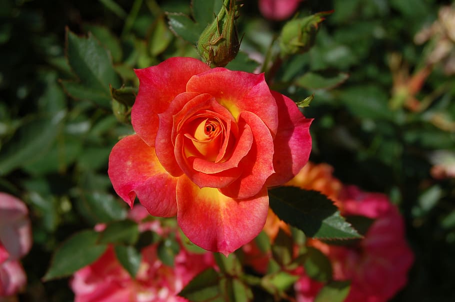 rose, red, flower, romance, macro, plant, blossom, floral, petals HD wallpaper