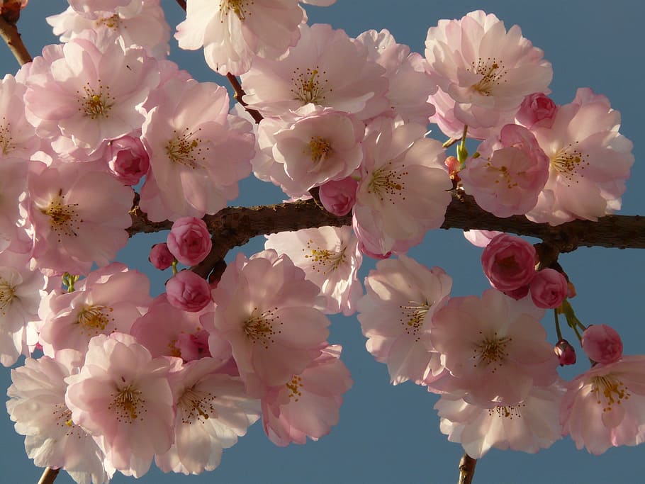 cherry blossom, bloom, tree, japanese cherry, japanese flowering cherry HD wallpaper