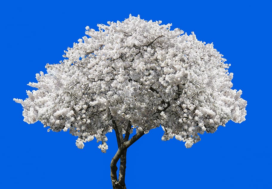 white tree against blue background, nature, blossom, bloom HD wallpaper