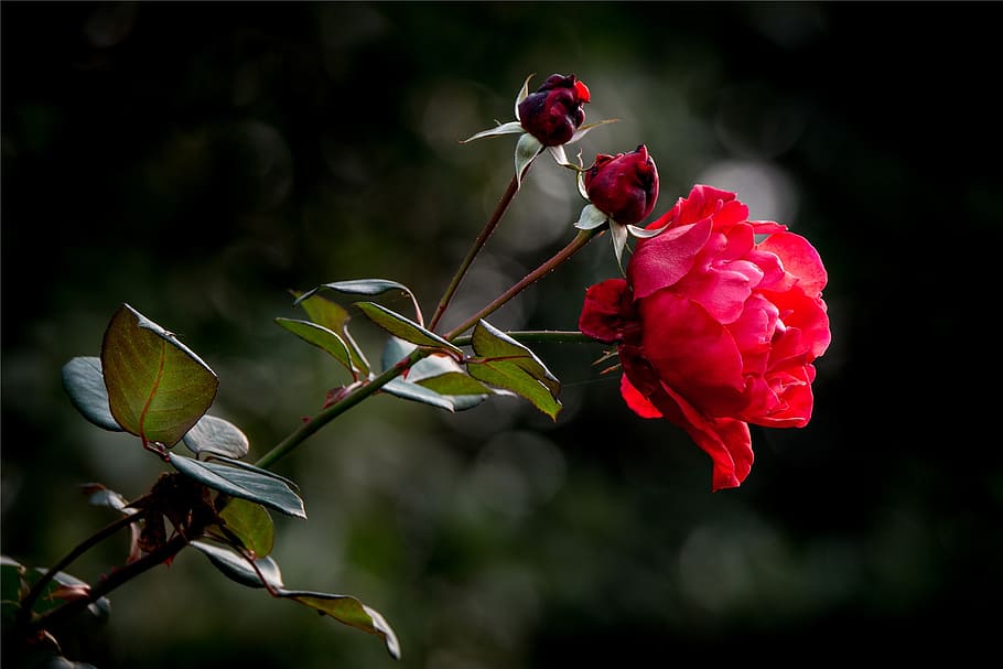 macro shot photography of red rose, properties, flower, love HD wallpaper